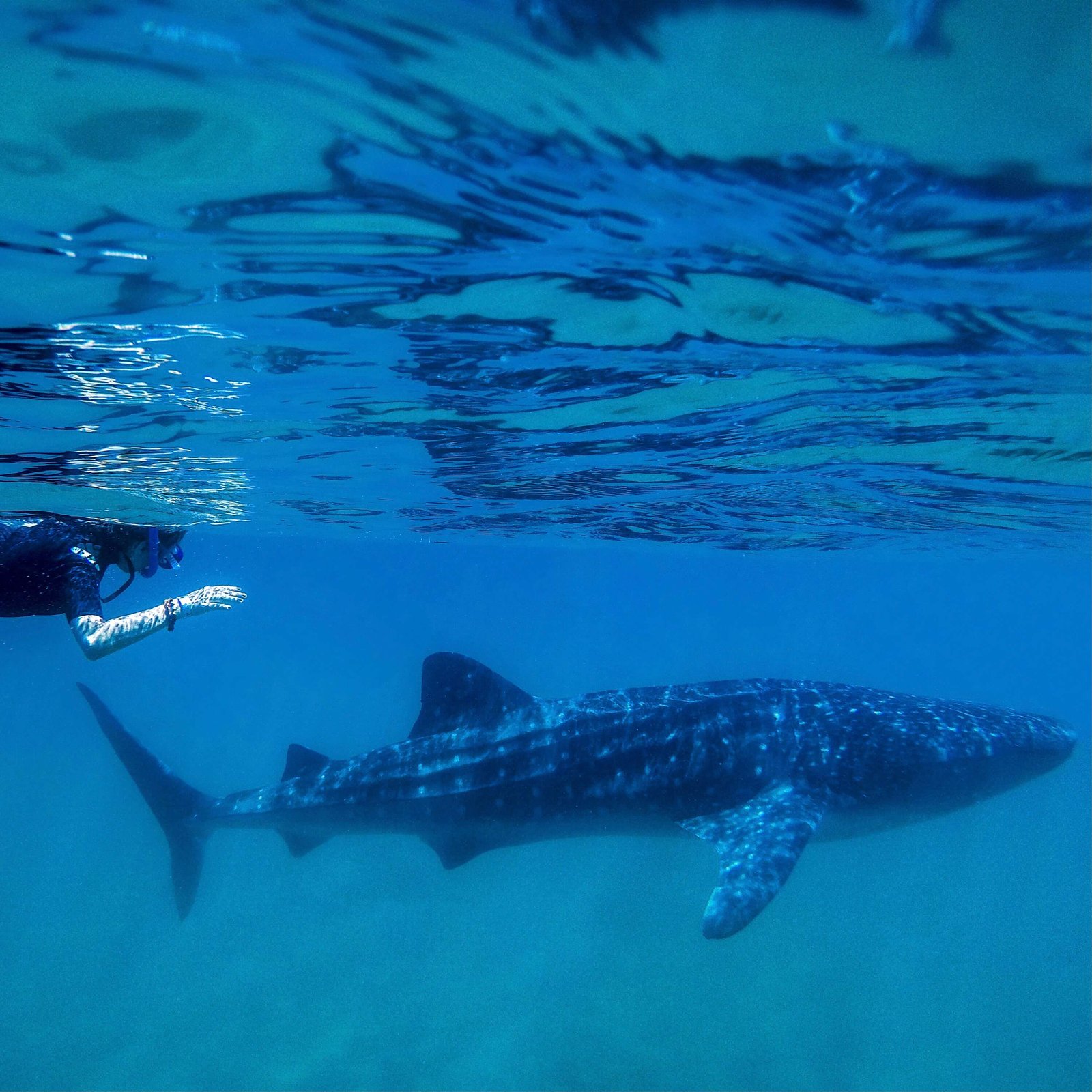 Whale Shark Encounter