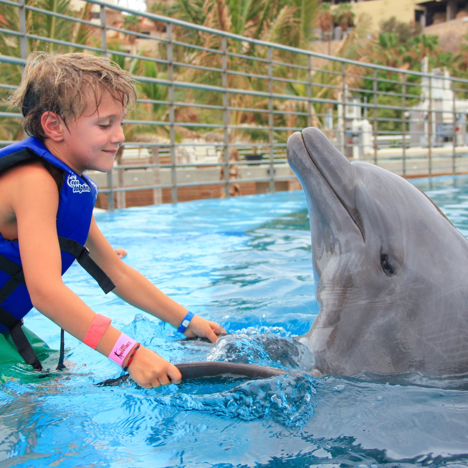 Dolphin Experience