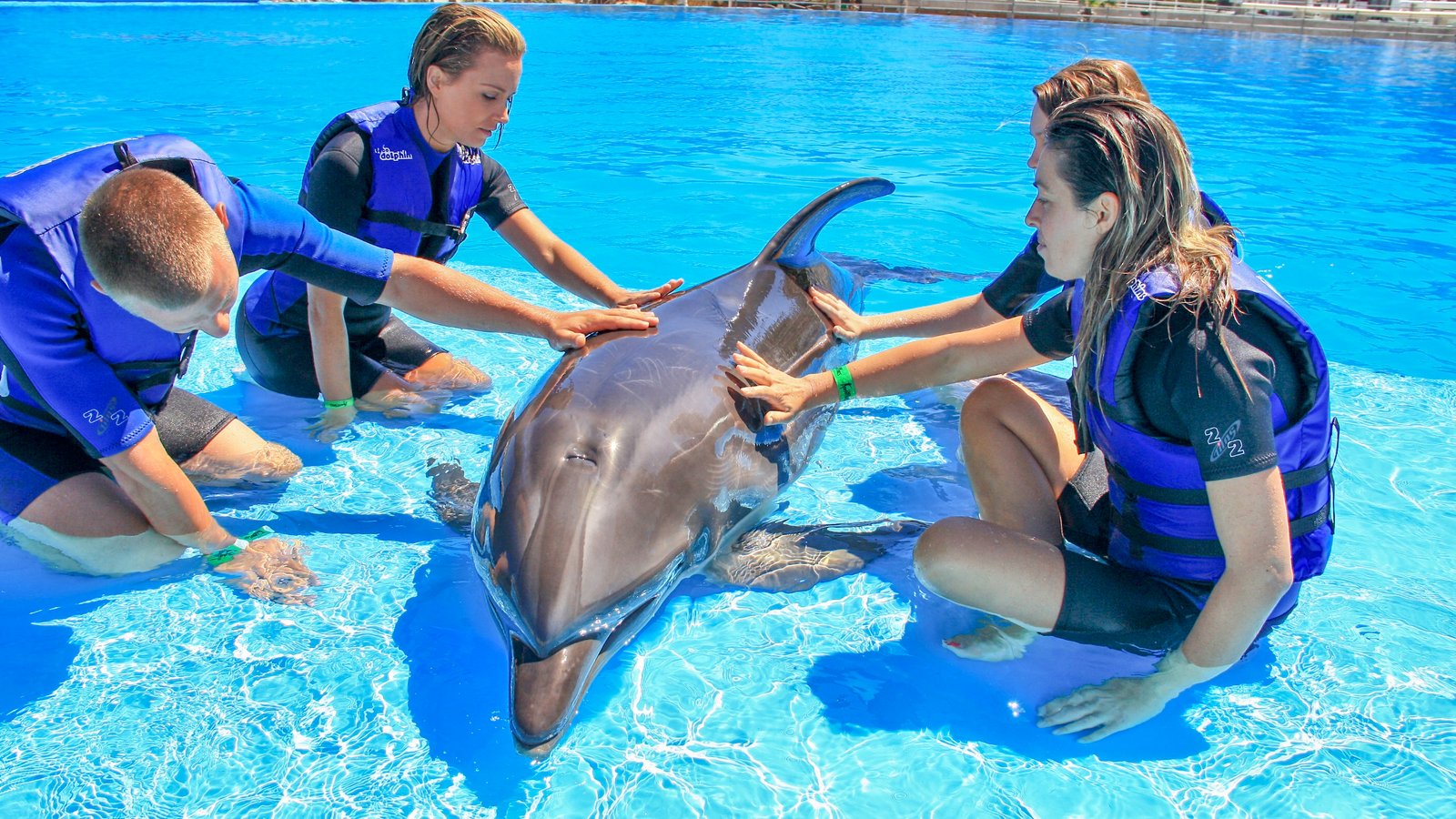 Dolphin activities in Los Cabos