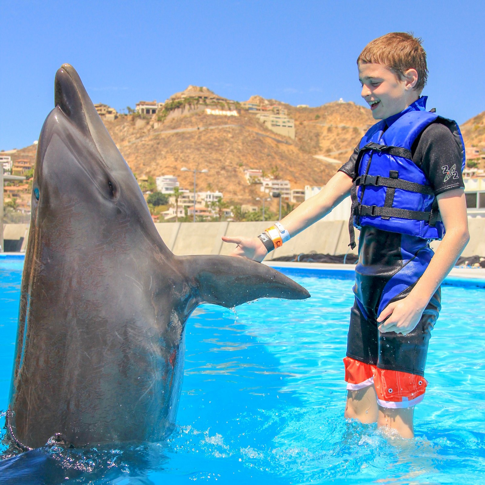 Dolphin Family Encounter