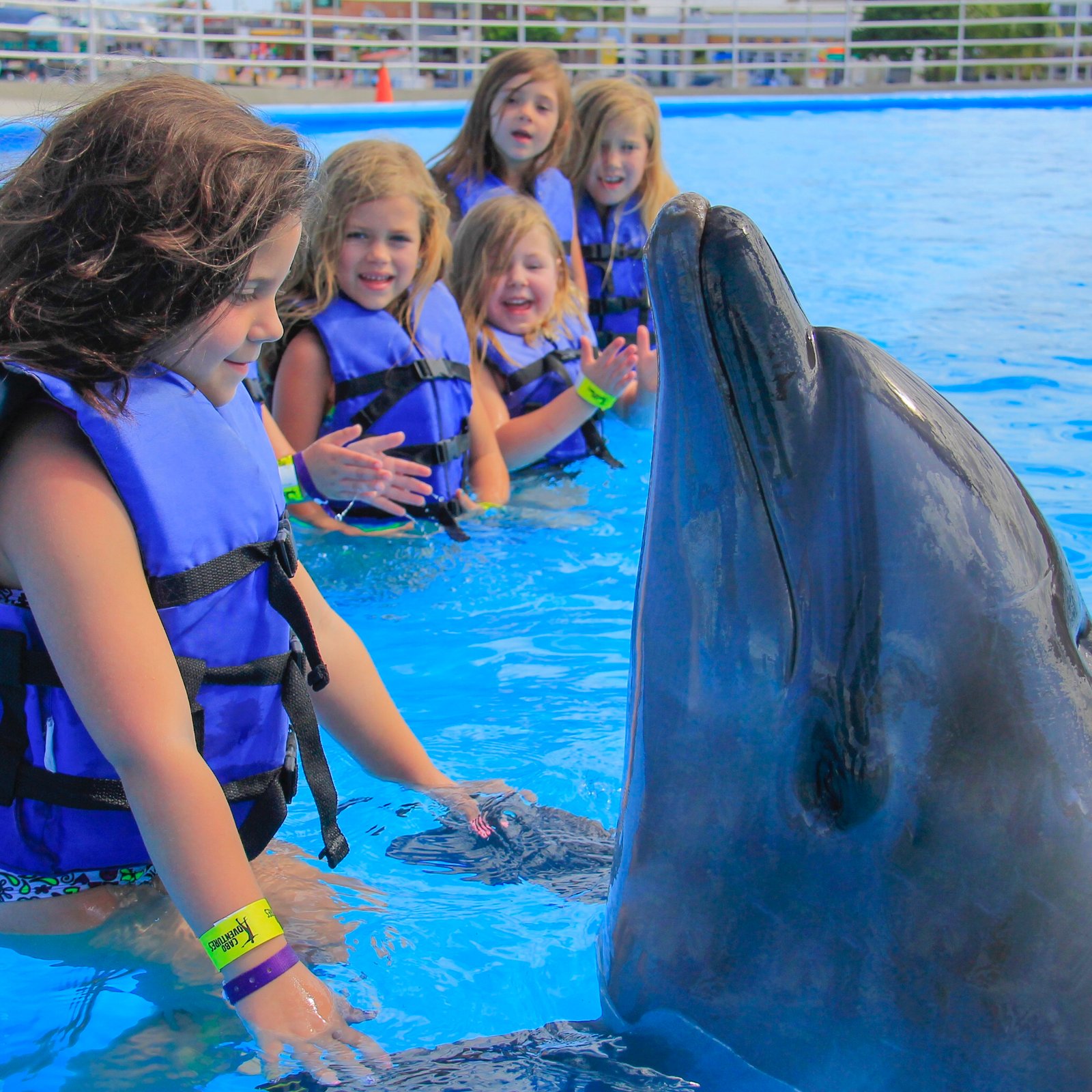 Dolphin Kids