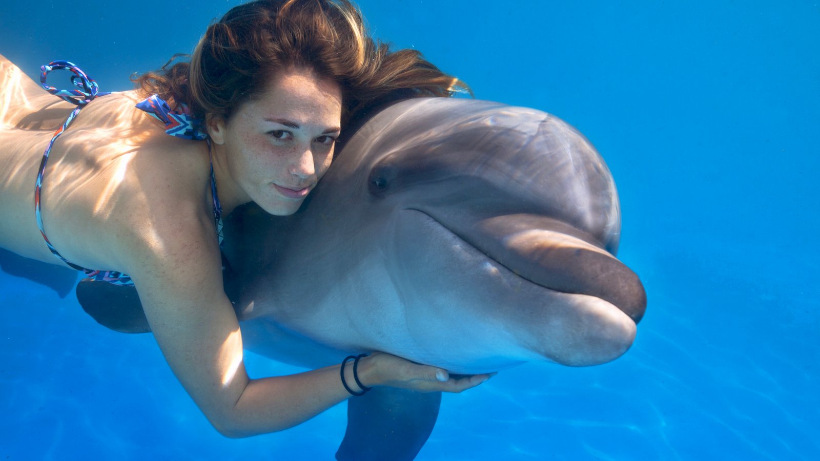 Dolphin Signature Swim