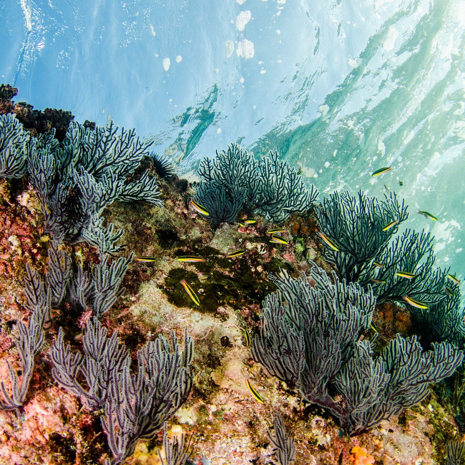 Cabo Pulmo Snorkel Expedition