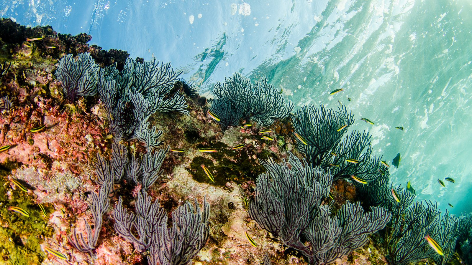 Cabo Pulmo Snorkel Expedition